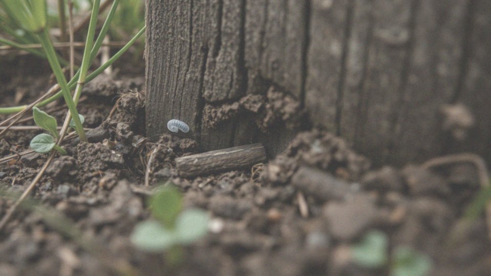 Białe robaki w ranie u człowieka – objawy i metody leczenia